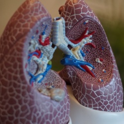 Lung model Photo by Robina Weermeijer on Unsplash