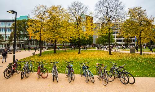 Bikes lined up under autumnal trees