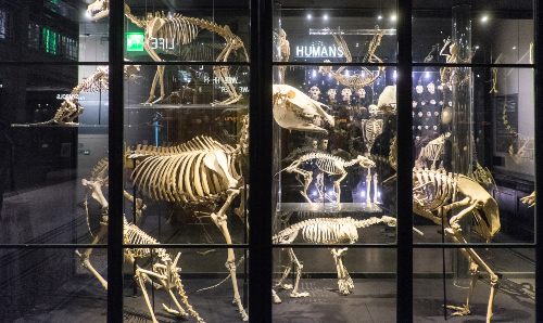 Exhibition of animals skeletons